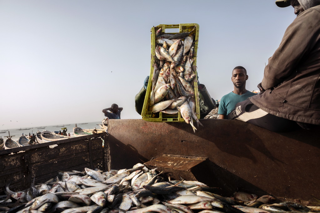 Senegal fears its fish may be off the menu for local consumption, Senegal